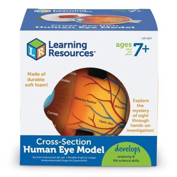 Learning Resources Cross-Section Human Eye Model - Kiedler