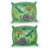Learning Resources Cross-Section Plant Cell Model - Image 2